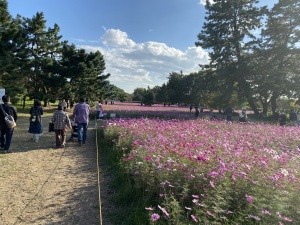 武庫川髭の渡しコスモス園③