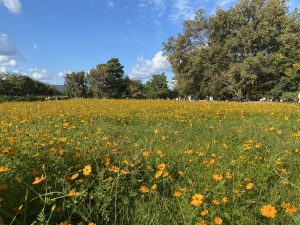 武庫川髭の渡しコスモス園②