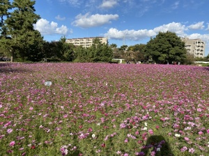 武庫川髭の渡しコスモス園①